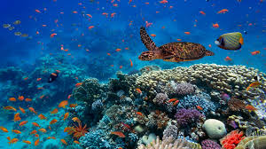 Biodiversity